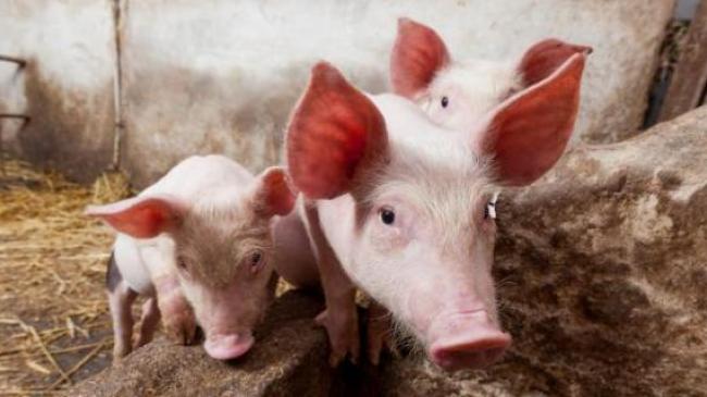 Цьогоріч в Україні реалізували на забій майже на 6% більше свиней — АСУ
